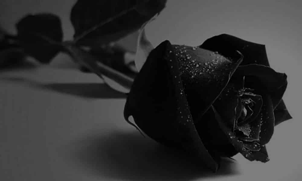 QUAL O SIGNIFICADO DA FLOR NEGRA?
